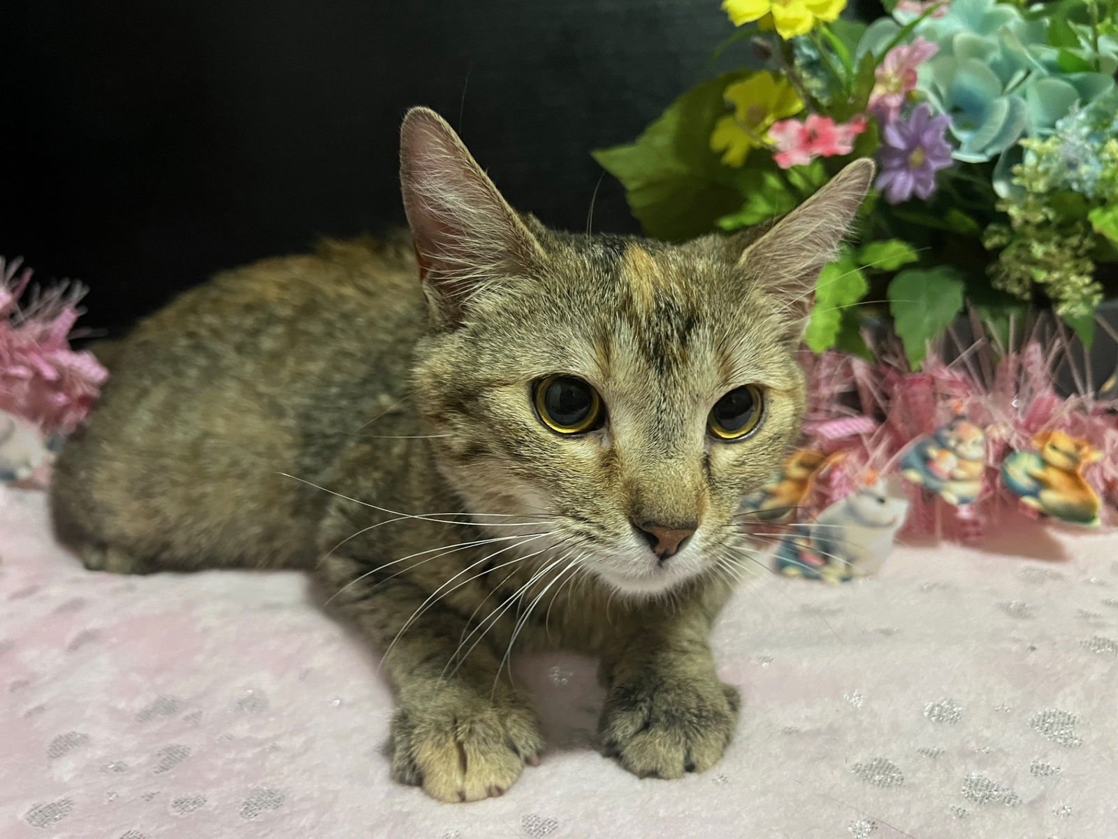 NIKKI - Tabby / Domestic Short Hair available for adoption