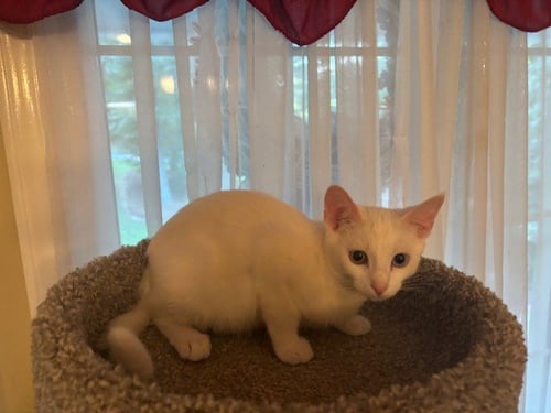 SNOWFLAKE - Domestic Short Hair available for adoption