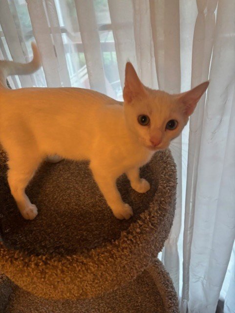 SNOWFLAKE - Domestic Short Hair available for adoption