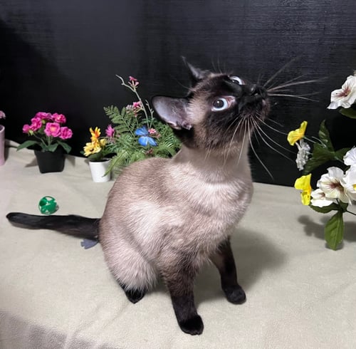 AUTUMN - Siamese / Domestic Short Hair available for adoption