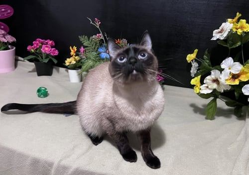 AUTUMN - Siamese / Domestic Short Hair available for adoption