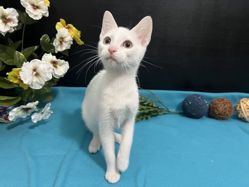 LUNA - Domestic Short Hair available for adoption