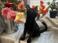 Mae - Photo 3
