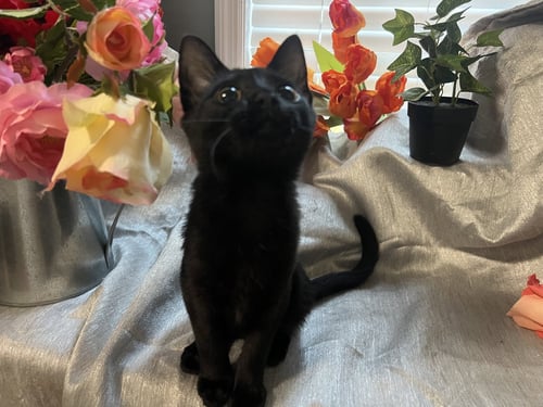 MAE - Domestic Short Hair for adoption in Atlanta