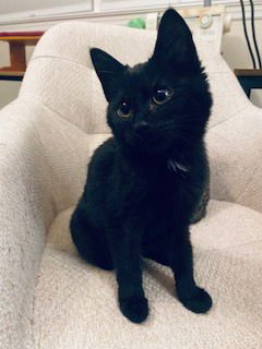 DEMI - Domestic Short Hair available for adoption