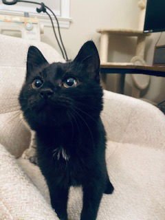 DEMI - Domestic Short Hair available for adoption