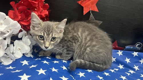 IZZY - Tabby / Domestic Short Hair for adoption in Atlanta