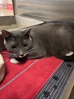 ANSEL - Domestic Short Hair available for adoption