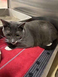 ANSEL - Domestic Short Hair available for adoption