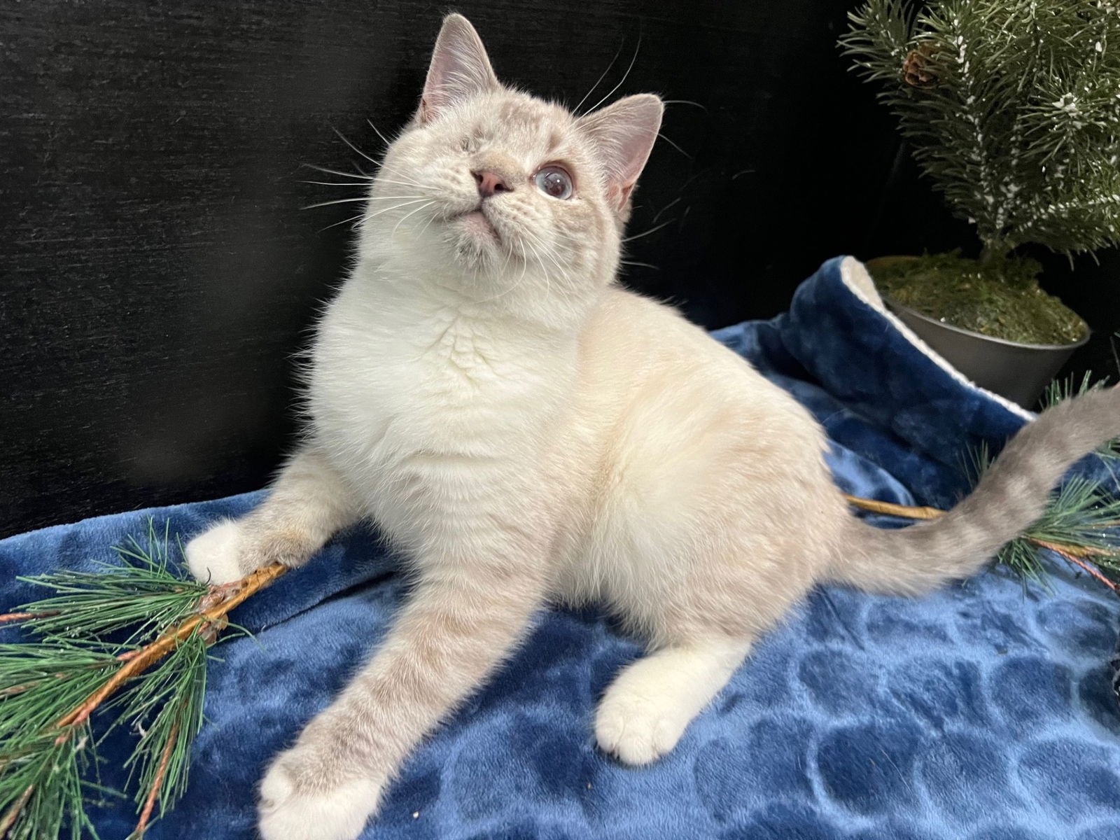 CORIDON - Domestic Short Hair available for adoption