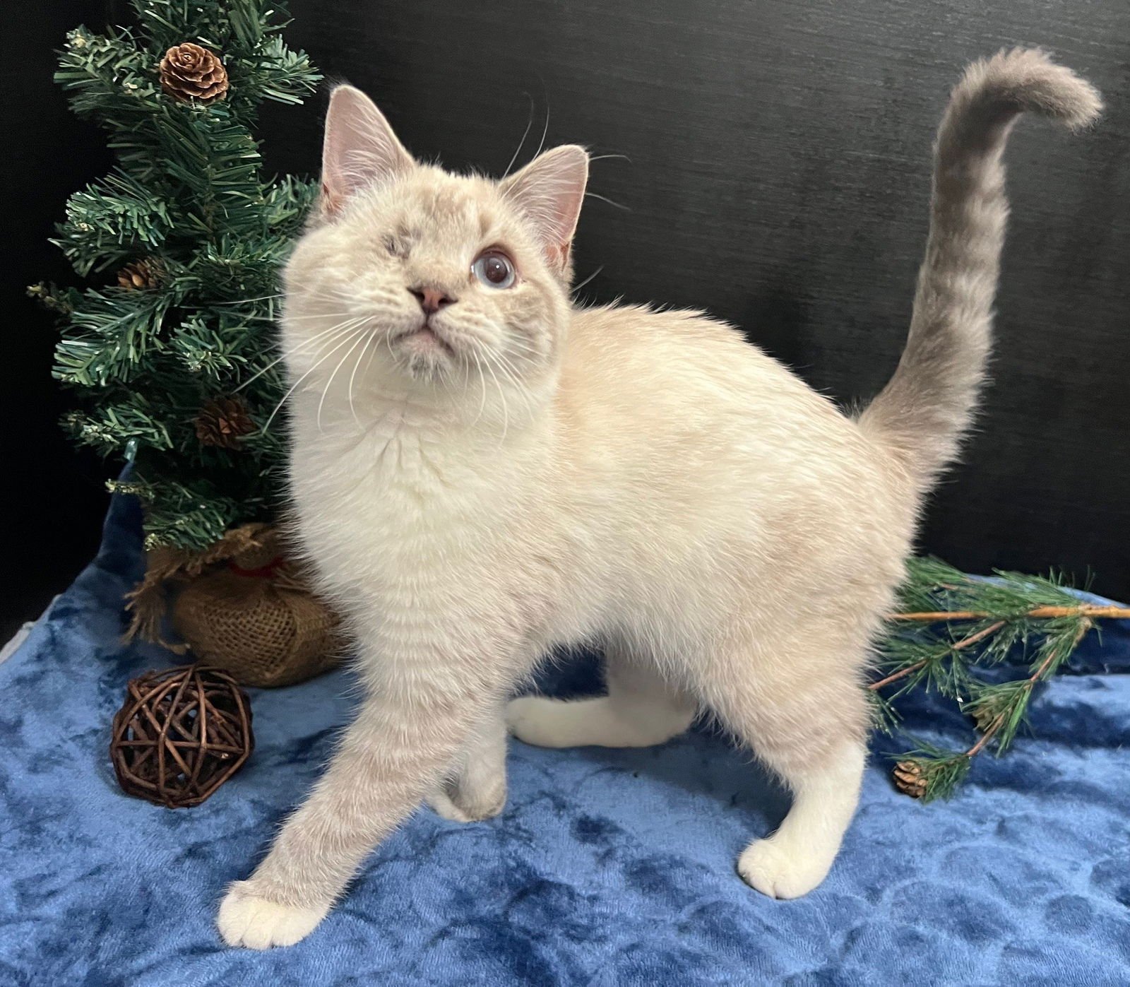 CORIDON - Domestic Short Hair available for adoption