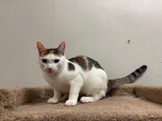 Peaches Image