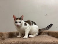 Peaches - Photo 1
