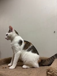 Peaches - Photo 2