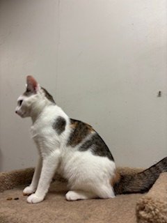 PEACHES - Calico / Domestic Short Hair available for adoption
