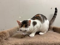 Peaches - Photo 3