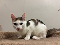 Peaches - Photo 4