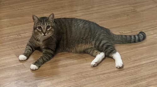 WAFFLE - Tabby / Domestic Short Hair for adoption in Atlanta