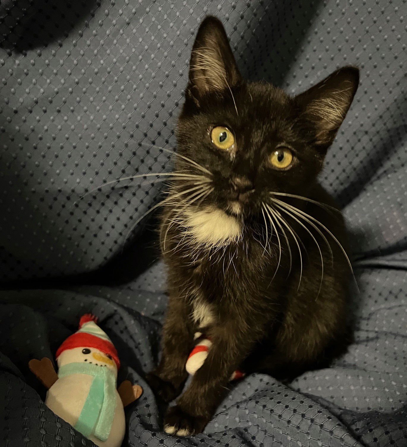 SAVANNAH - Domestic Short Hair available for adoption