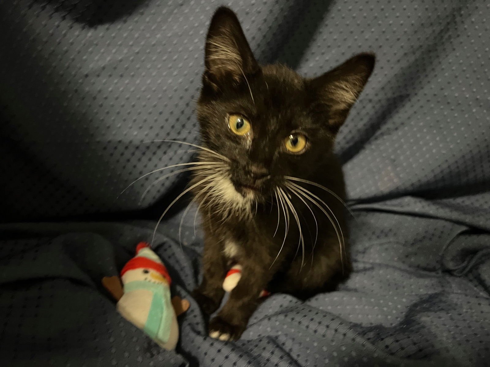 SAVANNAH - Domestic Short Hair available for adoption