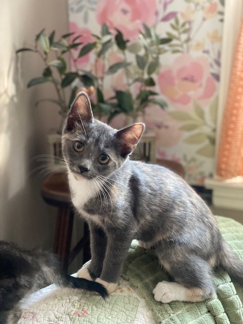 PENNY - Dilute Calico / Domestic Short Hair for adoption in Atlanta