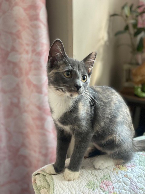 PENNY - Dilute Calico / Domestic Short Hair available for adoption