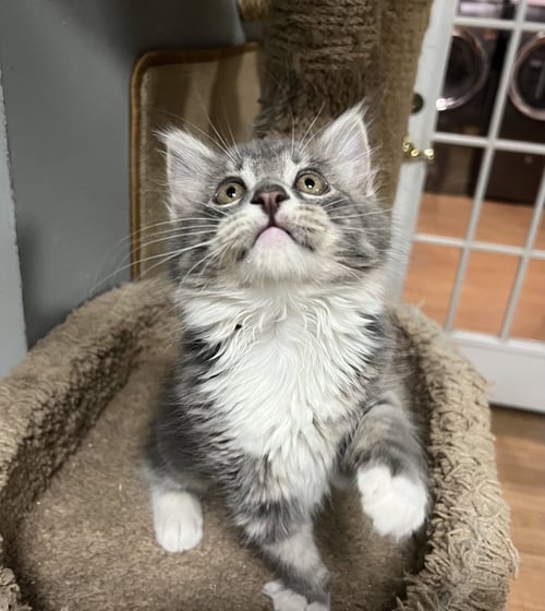 MOTH - Tabby / Domestic Medium Hair available for adoption