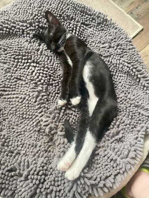RANDY - Domestic Short Hair / Tuxedo available for adoption