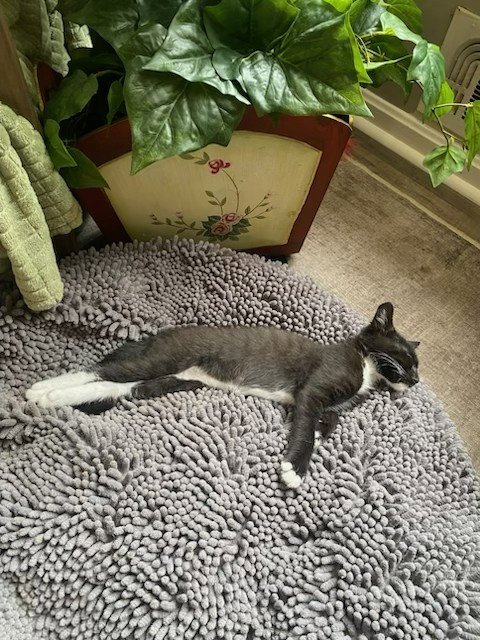 RANDY - Domestic Short Hair / Tuxedo for adoption in Atlanta