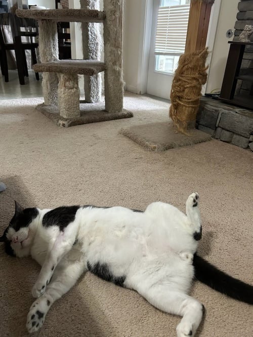 OKA - Domestic Short Hair available for adoption