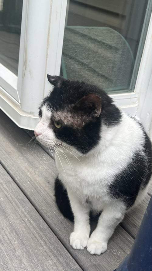 OKA - Domestic Short Hair for adoption in Atlanta