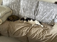 Oka - Photo 3