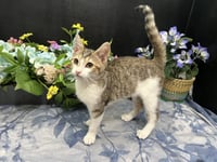 Clawdette - Photo 2