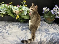 Clawdette - Photo 4