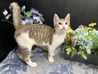 Clawdette - Photo 1