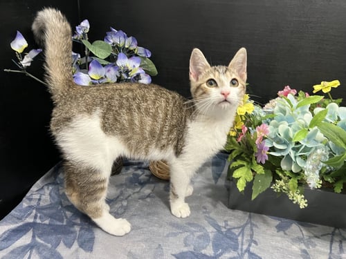 CLAWDETTE - Tabby / Domestic Short Hair for adoption in Atlanta