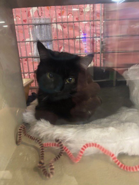 ERASMUS - Domestic Short Hair available for adoption