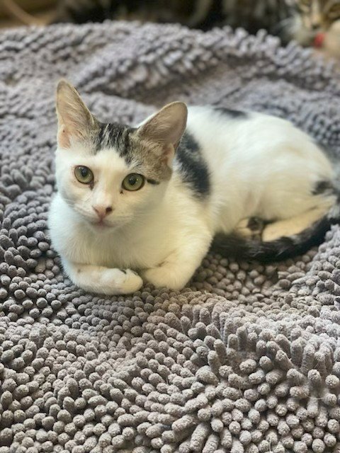 MINNIE - Tabby / Domestic Short Hair available for adoption