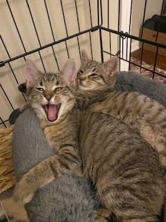 TINSEL - Tabby / Domestic Short Hair available for adoption