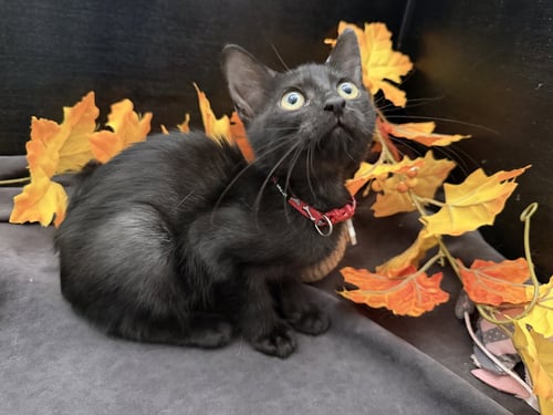 TONYA - Domestic Short Hair available for adoption