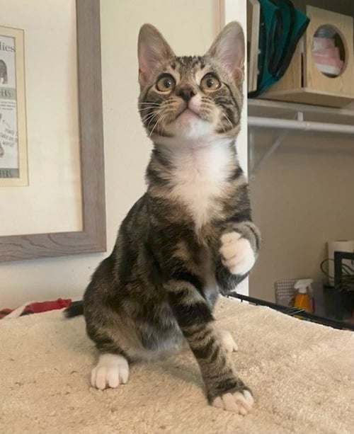 MOBY - Tabby / Domestic Short Hair for adoption in Atlanta