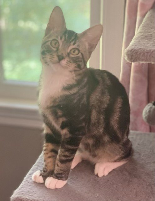 MOBY - Tabby / Domestic Short Hair available for adoption