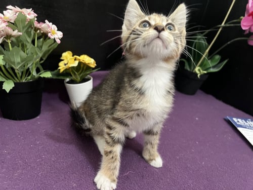 PENELOPE - Tabby / Domestic Short Hair available for adoption