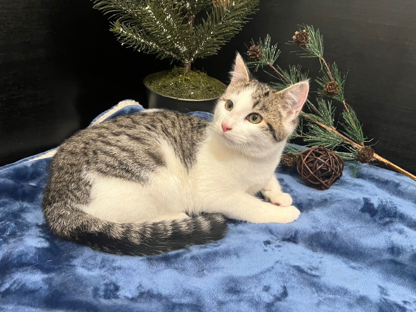 DOORKINS - Tabby / Domestic Short Hair available for adoption