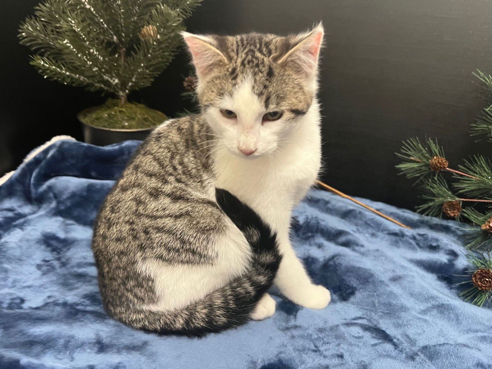 DOORKINS - Tabby / Domestic Short Hair available for adoption