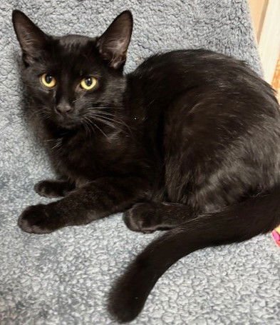 ARDIE - Domestic Short Hair available for adoption