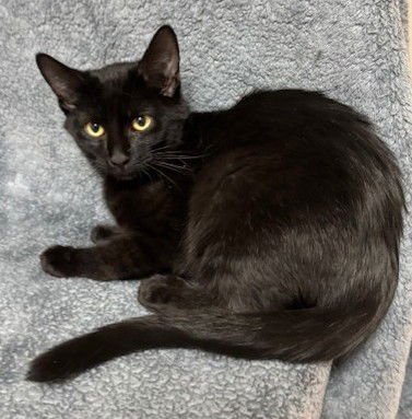 ARDIE - Domestic Short Hair available for adoption