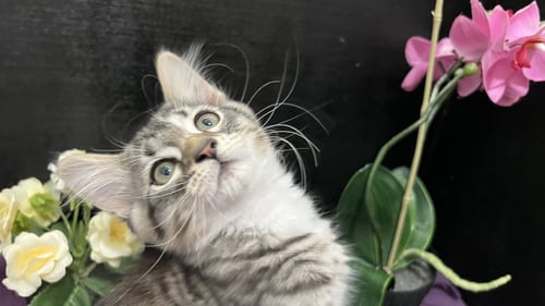 REDFORD - Tabby / Domestic Medium Hair for adoption in Atlanta