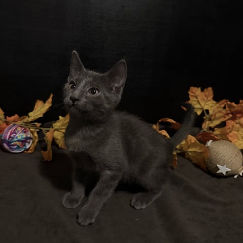 LEWIS - Domestic Short Hair available for adoption