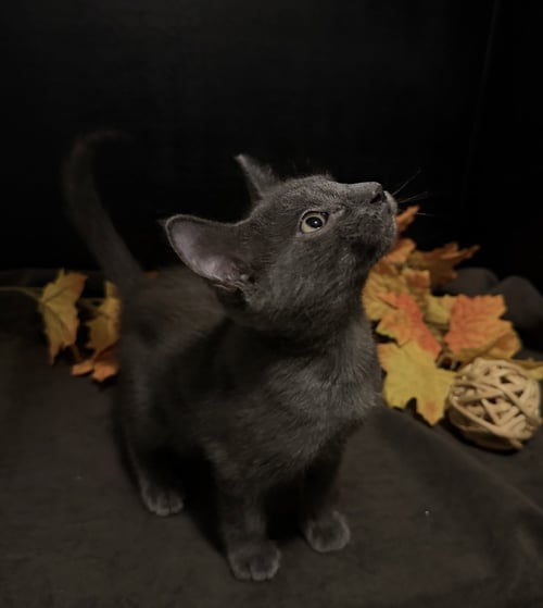 LEWIS - Domestic Short Hair available for adoption